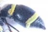 Stenodynerus xanthomelas